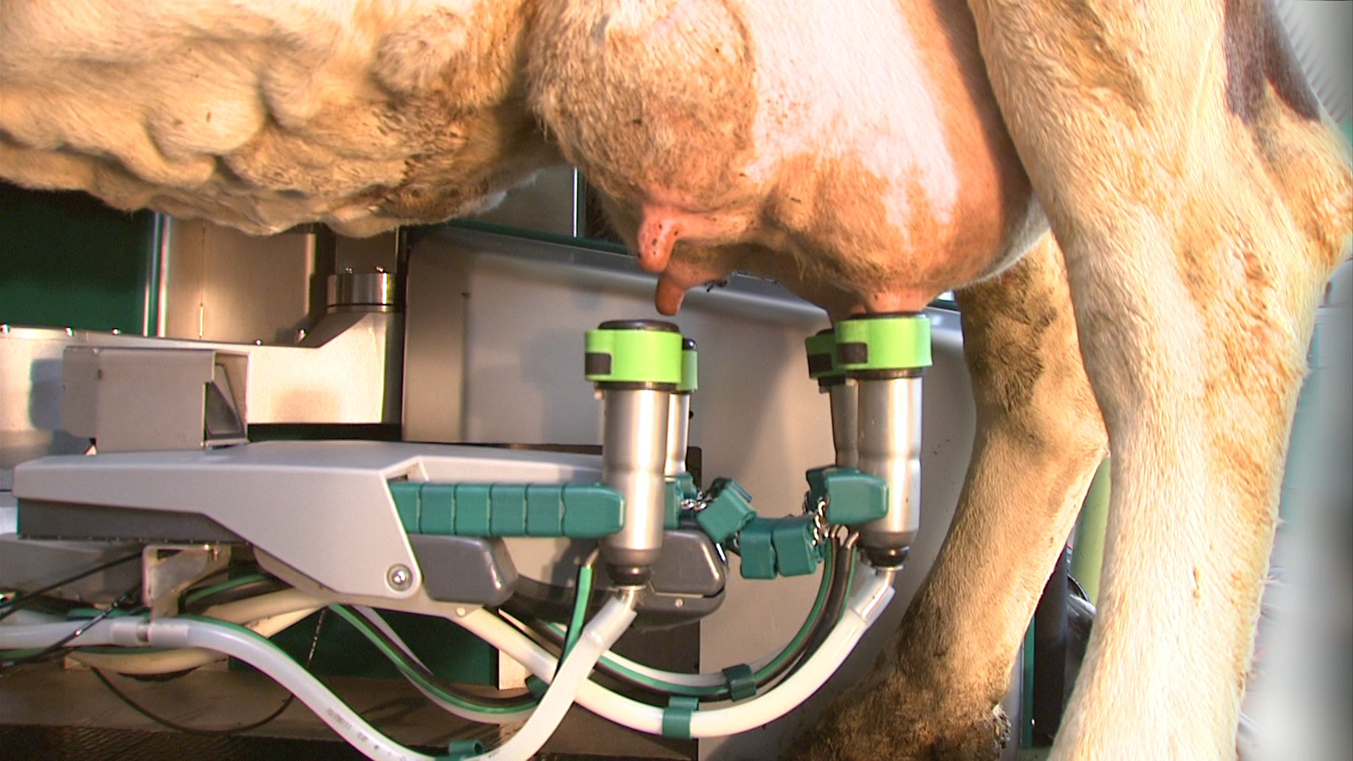  Messetrailer und 3D-Animation von furore Strategie + Werbung: Das Geheimnis automatischen Melkens mit GEA DairyProQ