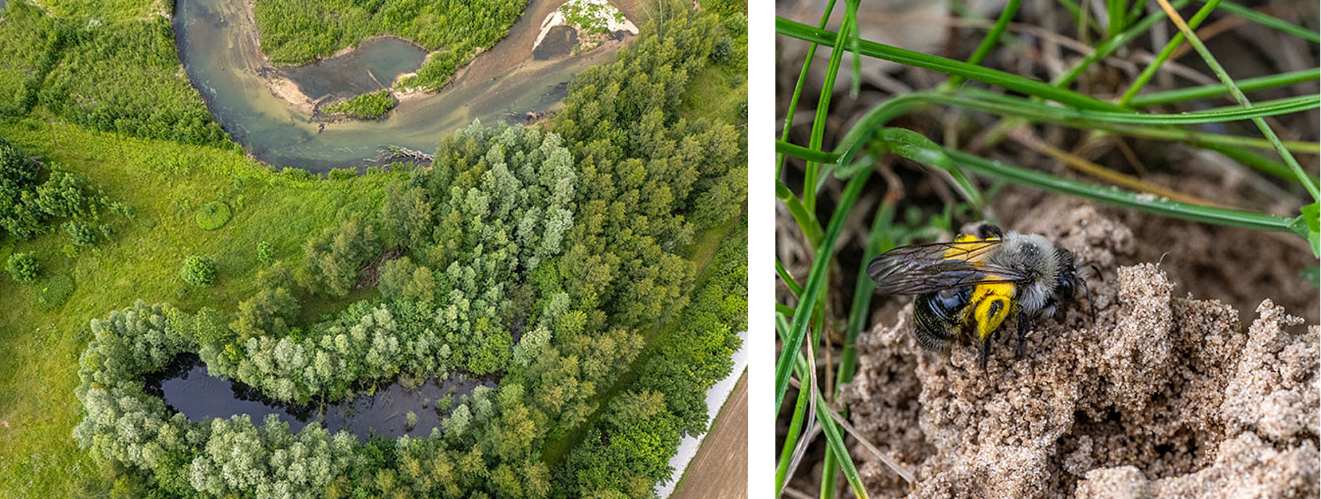 furore Projekt Wilde Lippe Webseite in Typo3 furore Webagentur und Werbeagentur, professionelle Website für Landschaftsplanung Wilde Lippe